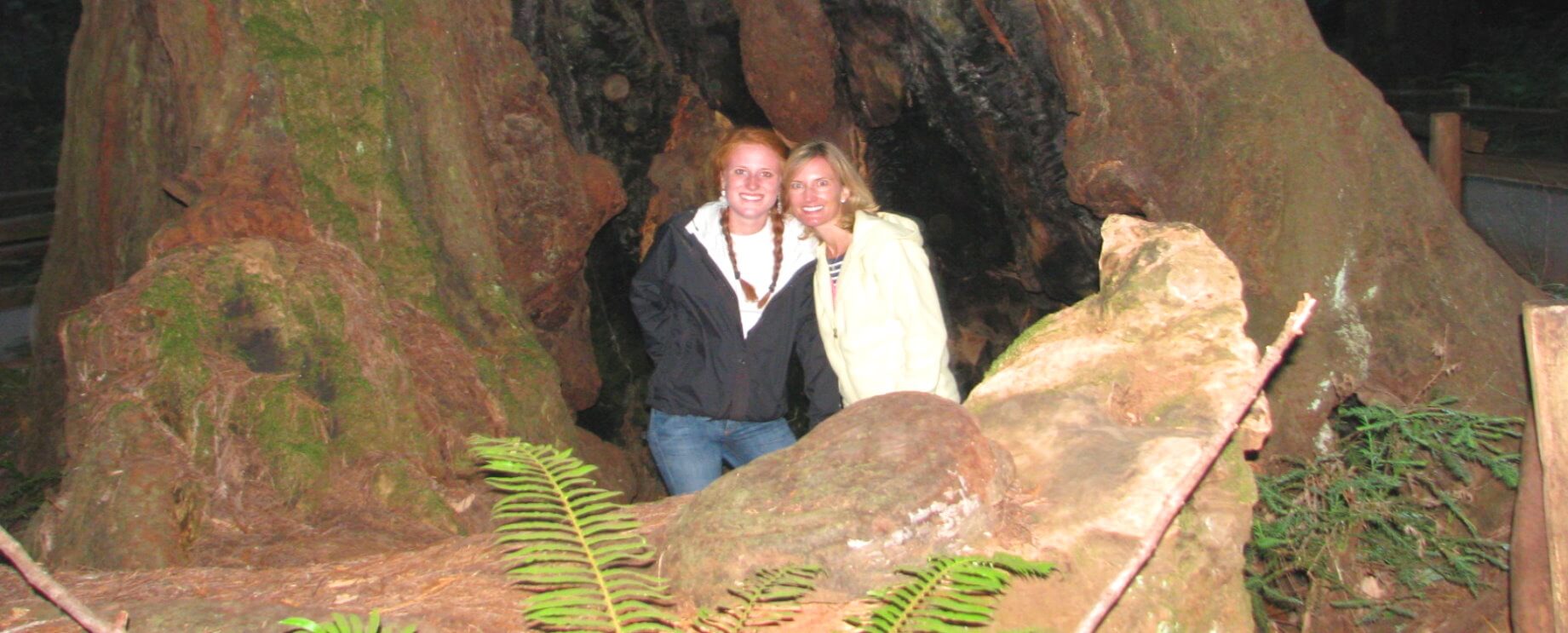 visitors inside a Giant Redwood Tree at Muir Woods forest